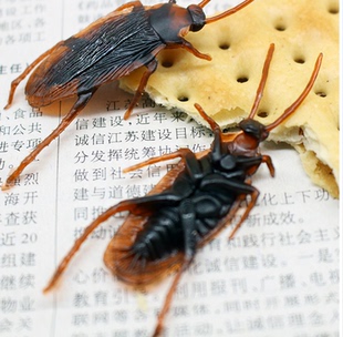 包邮20只仿真蟑螂愚人节玩具整人道具逼真小虫子假小强生日小礼物