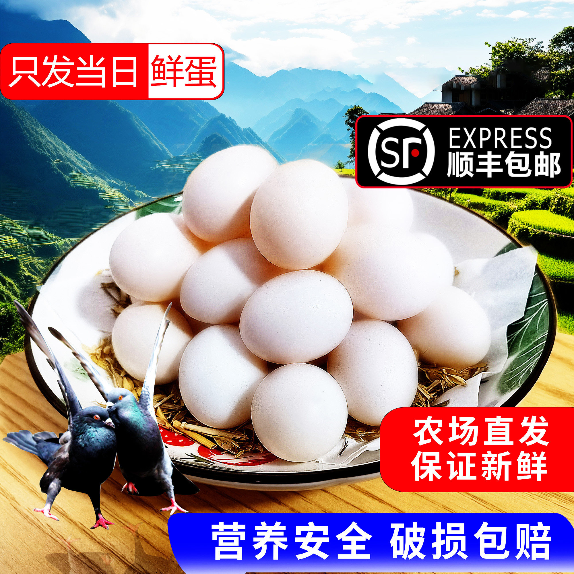 农家鸽子蛋30枚650g以上保鲜顺丰
