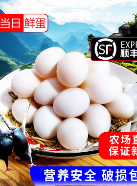 农家鸽子蛋30枚650g以上保鲜顺丰