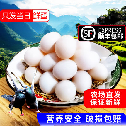 鸽子蛋新鲜30枚650g土特产新鲜鸽蛋杂粮农家散养鸽子蛋信鸽蛋包邮