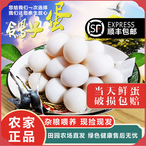 新鲜鸽子蛋30枚610g保鲜保质顺丰