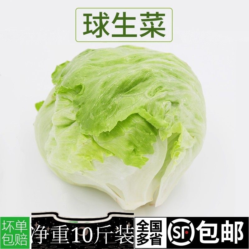 汇鲜蔬果新鲜球生菜 蔬菜沙拉汉堡 圆生菜西生菜净重10斤装包邮