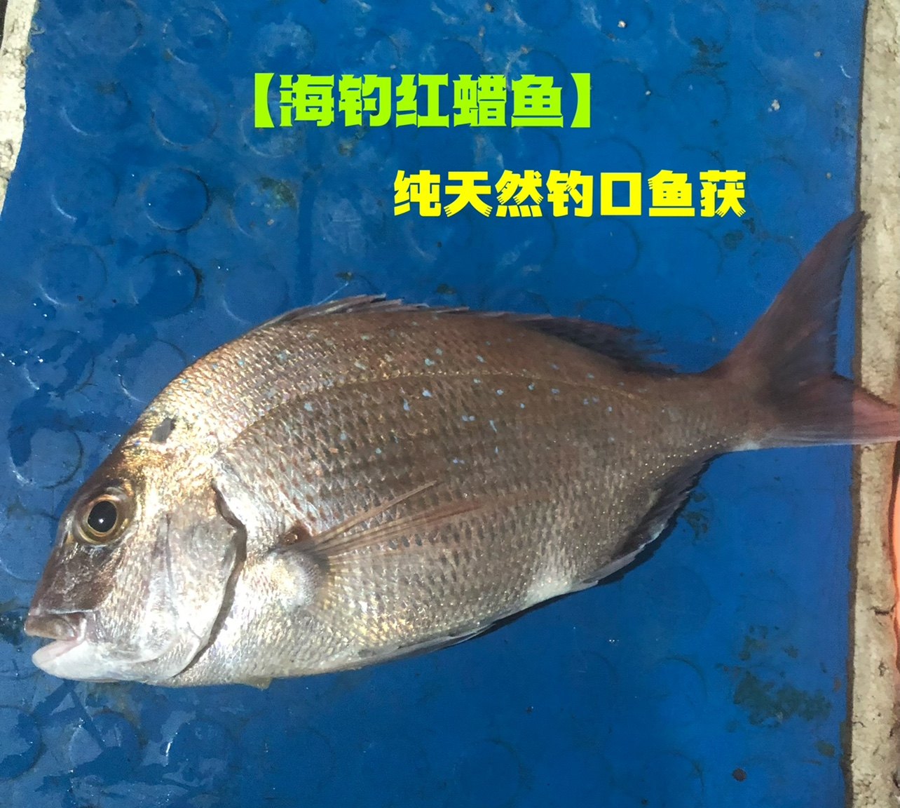广东天然新鲜海鲜刺身红蜡鱼红鲷鱼红立鱼加吉鱼加利鱼海钓鱼1斤