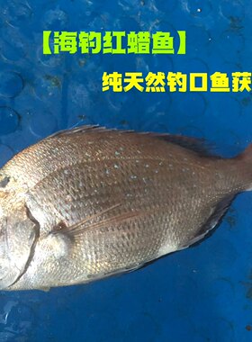 广东天然新鲜海鲜刺身红蜡鱼红鲷鱼红立鱼加吉鱼加利鱼海钓鱼1斤