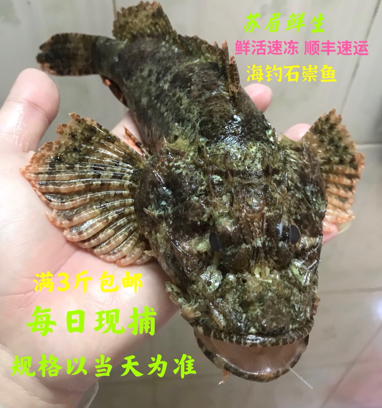 广东天然石崇鱼虎头鱼老虎鱼石头鱼鲜活冷冻水产海钓海鲜1斤
