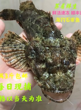 广东深圳天然石崇鱼虎鱼石头鱼鲜活鲜冻水产海钓海鲜1斤