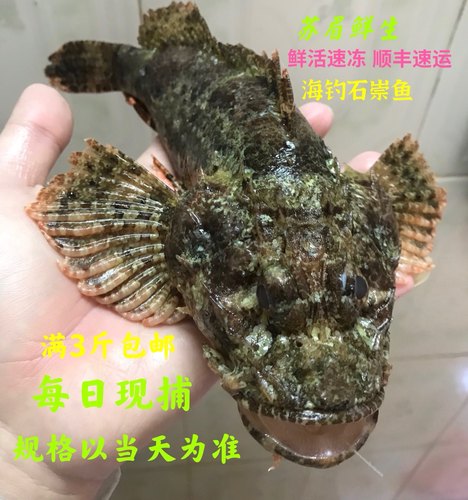 广东深圳天然石崇鱼虎鱼石头鱼鲜活鲜冻水产海钓海鲜1斤