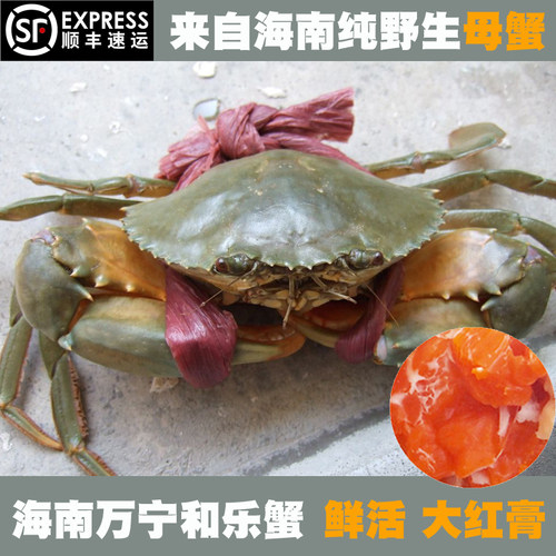 海南和乐蟹鲜活大青蟹野生蟹母螃蟹大红膏蟹海蟹2斤顺丰包邮