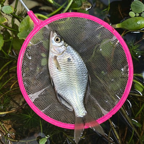 高背高体高帆大鳍鱊本土鳑鲏原生冷水淡水观赏宠物溪流鱼巨大款