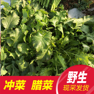 新鲜腊菜野菜冲菜油菜苔清炒绿芸苔油菜苗雪里红菜咸菜5斤包邮