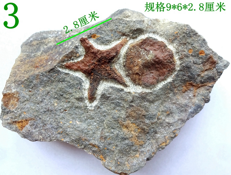 海星化石原石标本稀有珍贵