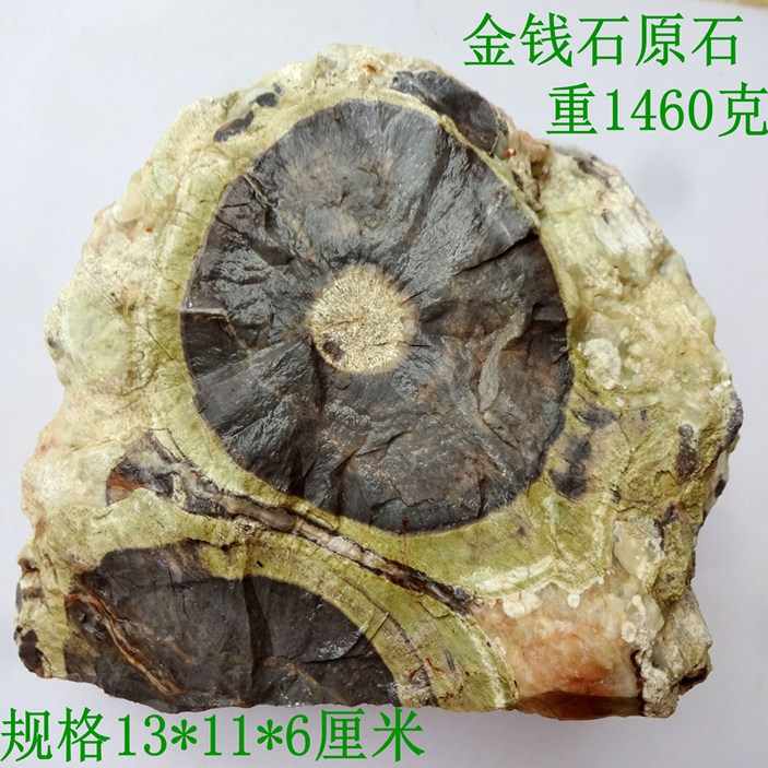 古生物奇石观赏石菊石树化石海星海胆三叶虫银杏叶金钱石原石3686