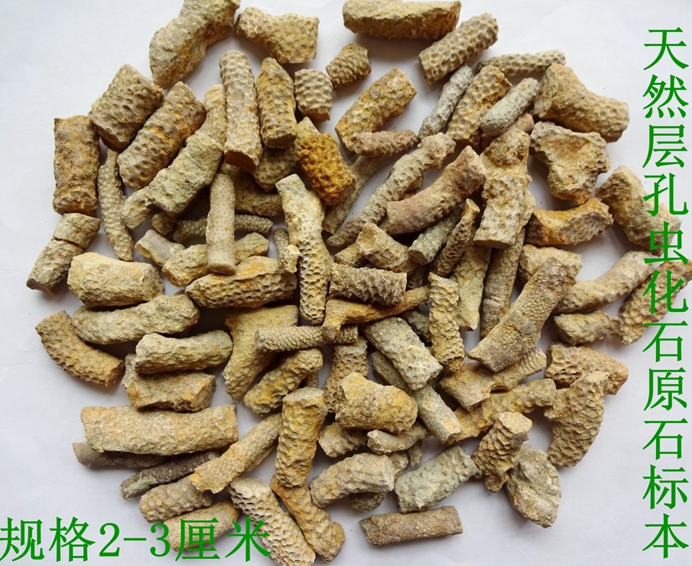 天然三叶虫腕足刺皮苔藓虫狼鳍鱼动物昆虫层孔虫化石原石标本2892