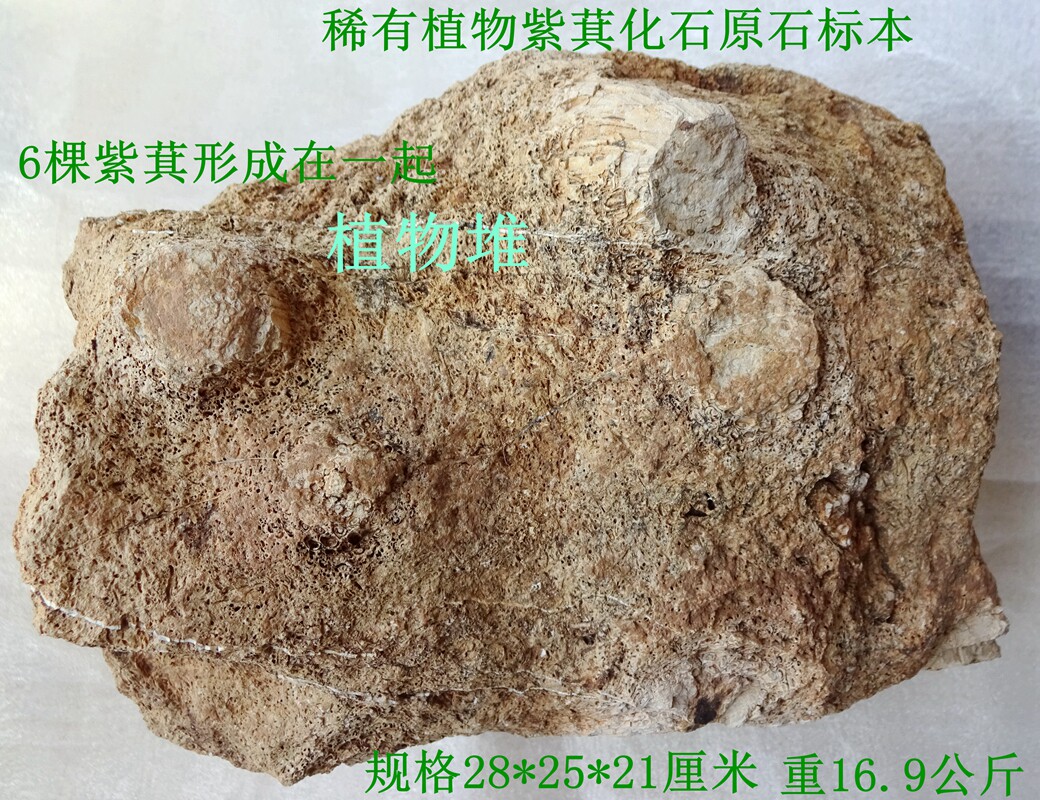 古生物奇石观赏石菊石狼鳍鱼昆虫稀有植物紫萁堆化石原石标本2019