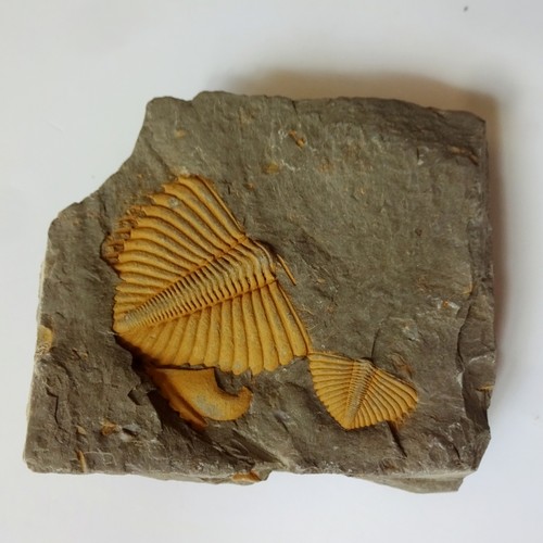 天然古生物三叶虫化石