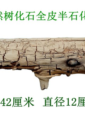 天然树化石原石树棒化石观赏收藏