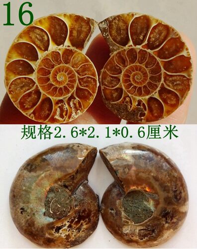 天然玉化螺开片化石漂亮观赏收藏