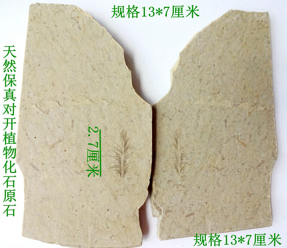 恐龙时期三叶虫羽毛贝壳奇石观赏树叶菊石蜂植物化石原石标本2931