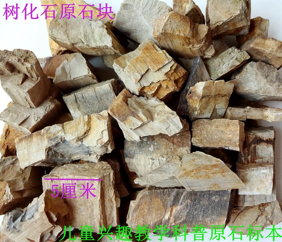 化石奇石三叶虫贝壳动物昆虫菊石树化石原石标本儿童科普佳品2772