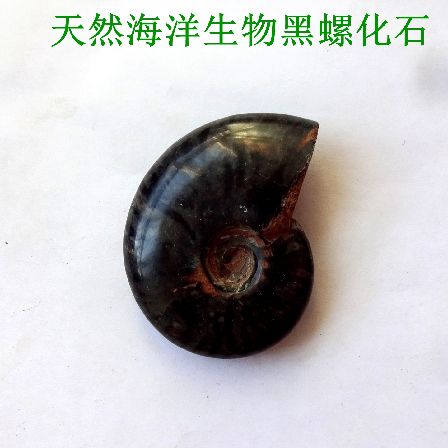黑螺天然黑螺原石标本科普收藏