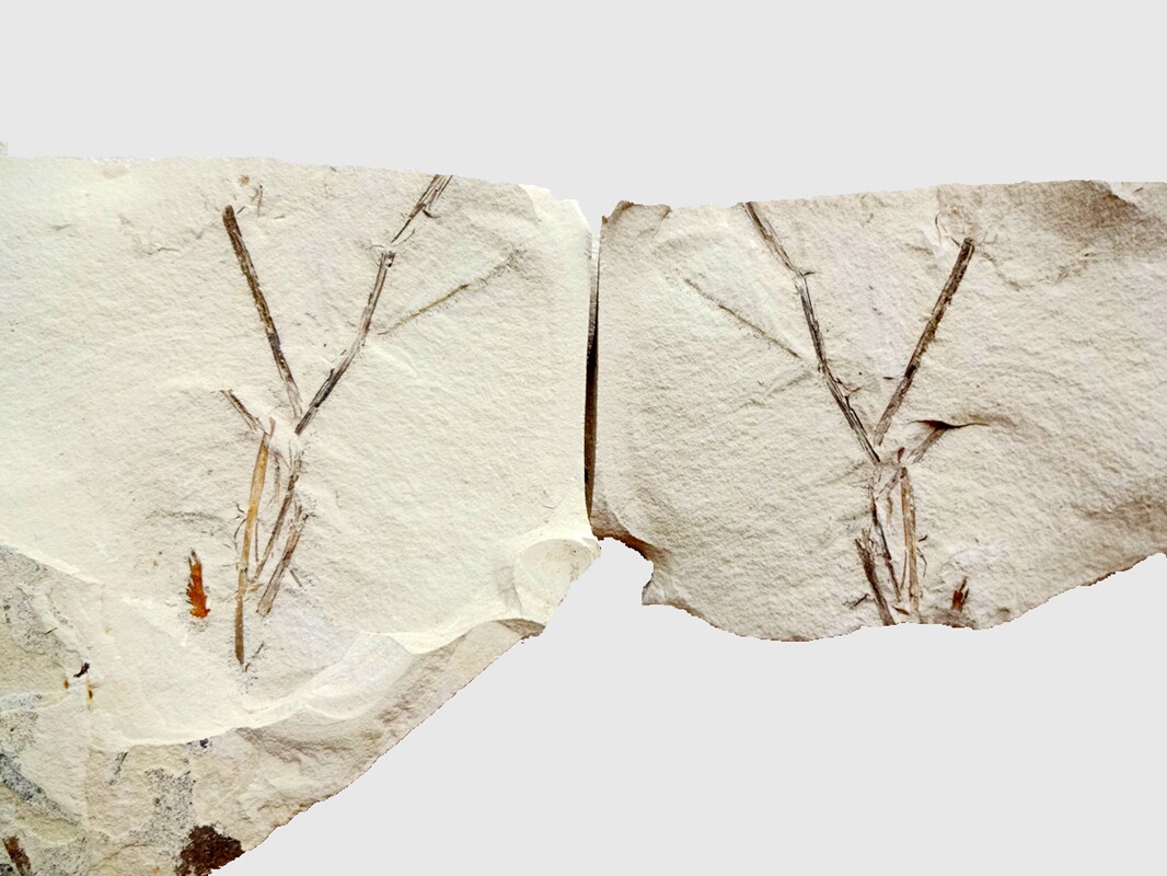 北票天然奇石观赏石树化玉硅化木树化石灰色精品植物化石标本2683