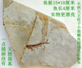 古生物奇石观赏石菊石三叶虫植物昆虫辽西小鱼化石原石标本2961