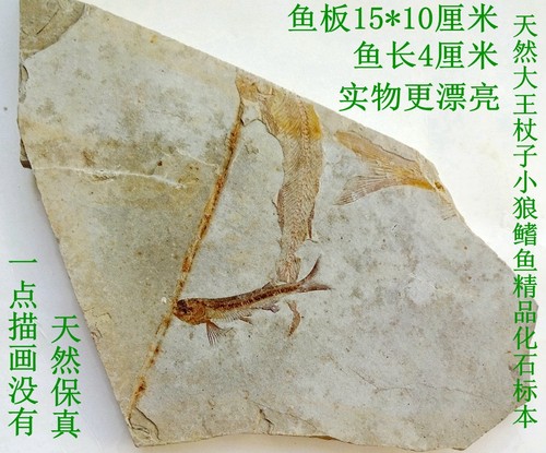 辽西小狼鳍鱼化石标本