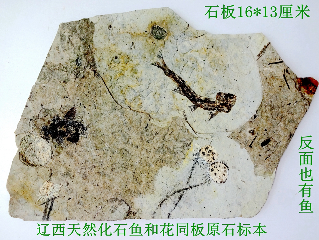 古生物奇石观赏石菊石三叶虫树叶稀有鱼和植物花朵化石原石标2930