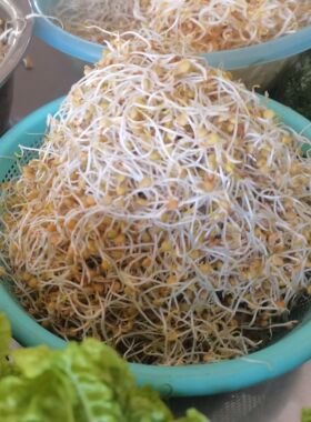 云南特产宣威豆芽 冰豆芽腰子豆芽火锅配菜豆芽菜