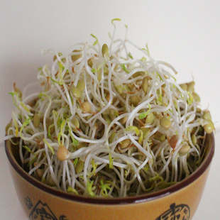 云南特产宣威黄豆芽 冰豆芽 豌豆芽 绿豆芽 红豆芽 长豆芽