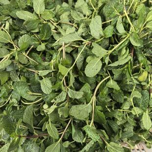 云南宣威特产 薄荷叶 爆乎叶 牛肉配菜