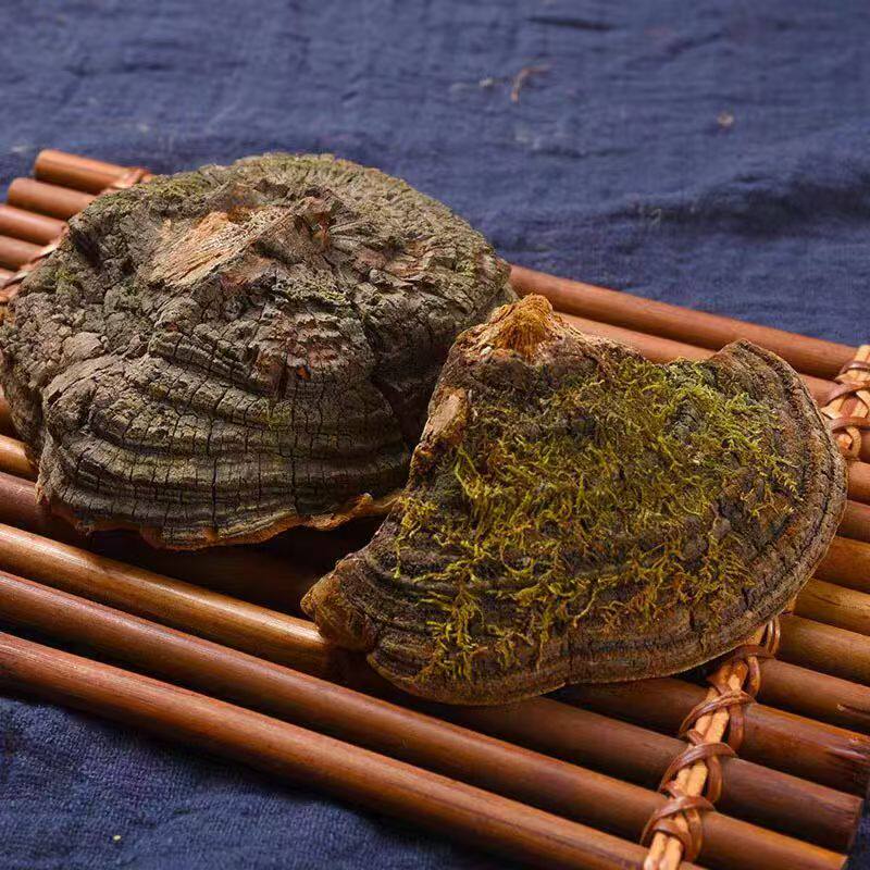 西藏野生桑树桑黄补品药材林芝灵芝西藏自治区特产真桑黄100克