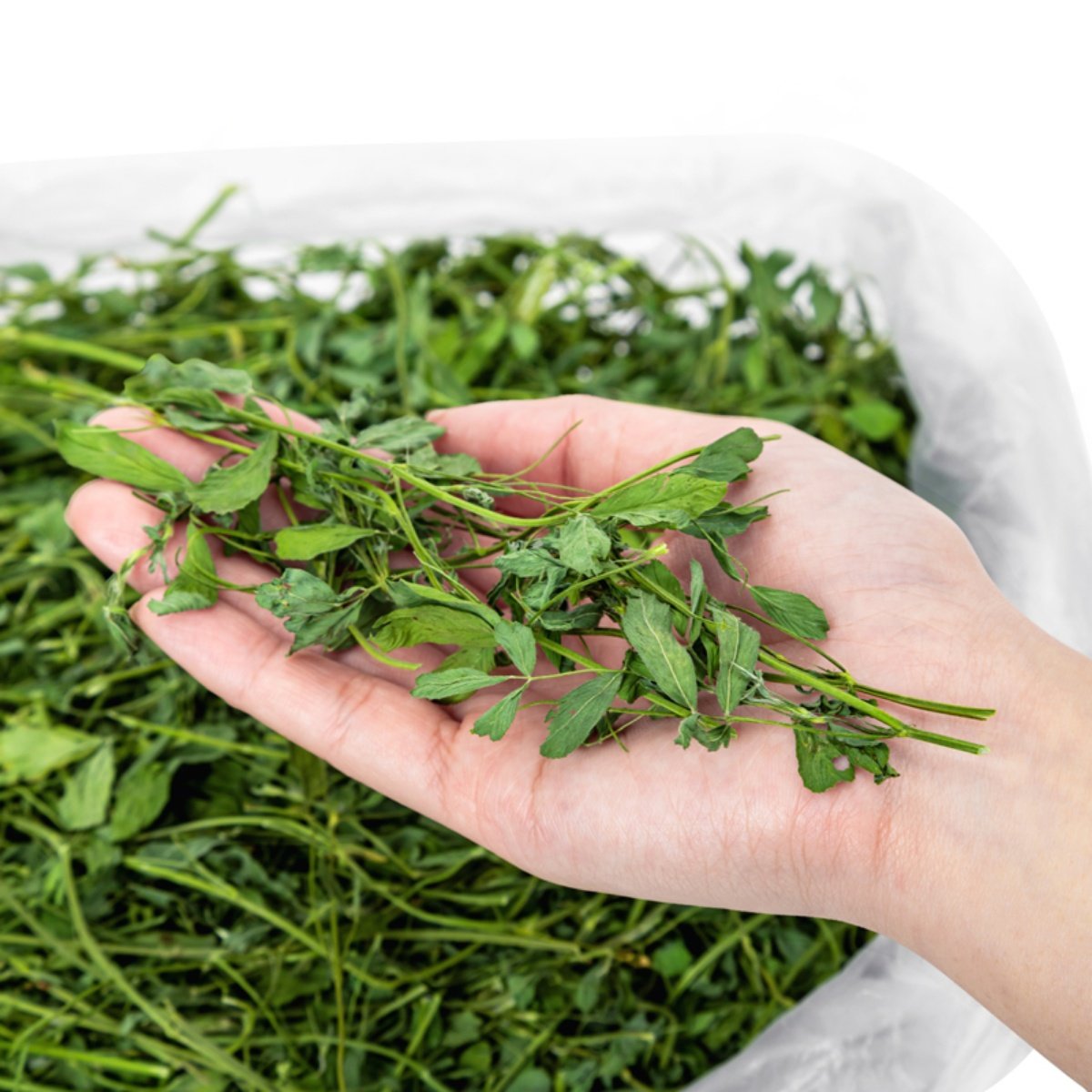 包邮 25年烘干苜蓿草龙猫兔子荷兰猪营养牧草增强体质牧草毛重1KG,宠物/宠物食品及用品,兔兔干草,淘宝优惠券,粉丝福利购,淘宝优惠卷