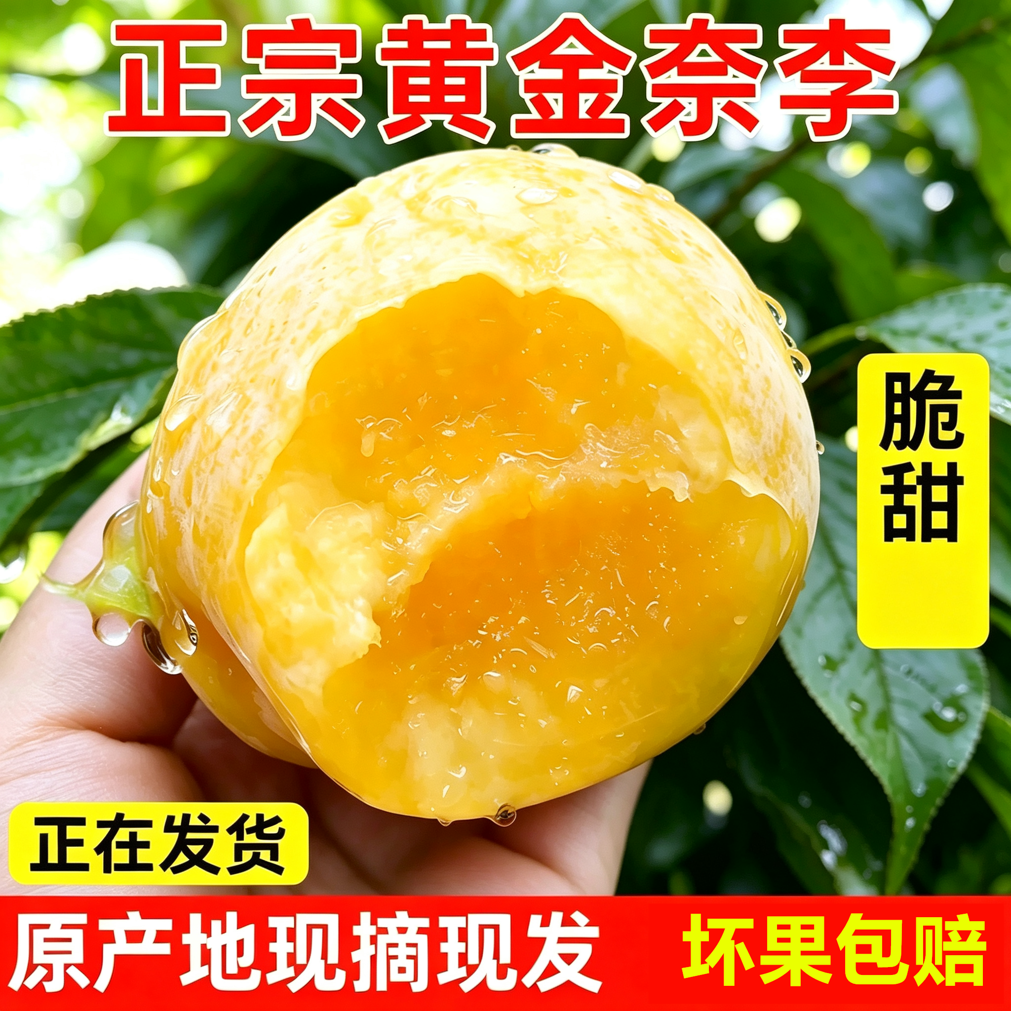 汝城文明黄金奈李子新鲜水果