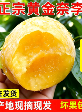 汝城文明黄金奈李子新鲜水果