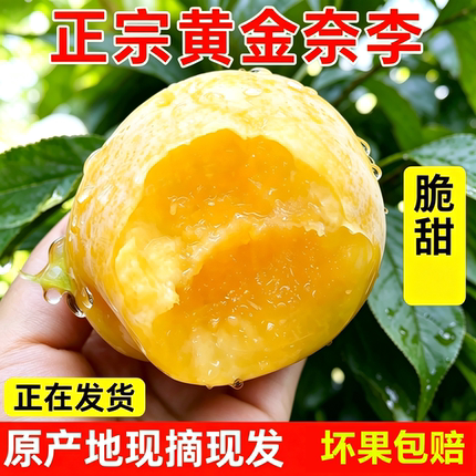 正宗湖南汝城文明黄金奈李子新鲜现摘蜂糖李水果脱骨脆甜非九峰山