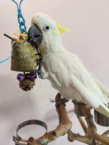 啃咬解闷鹉林外传益智鹦鹉玩具