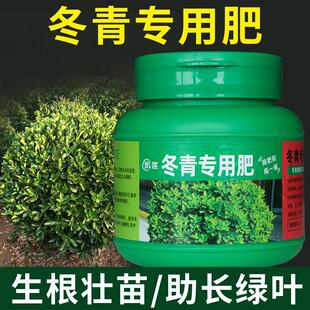 冬青树专用肥冬青肥料冻青营养液四季喷叶铁冬青有机肥室内室外肥