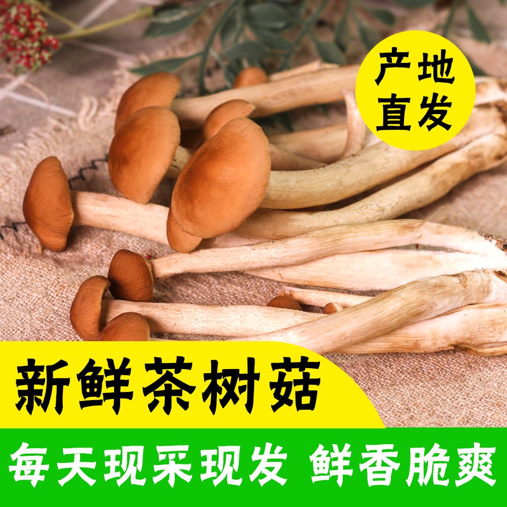 非干货现摘现发特级古田茶树菇不新鲜松茸/菌菇