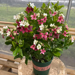 使君子耐高温 浓香花卉盆栽水君子四季植物庭院阳台花园开花