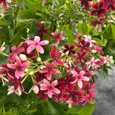 使君子耐高温 浓香花卉盆栽水君子四季植物庭院阳台花园开花