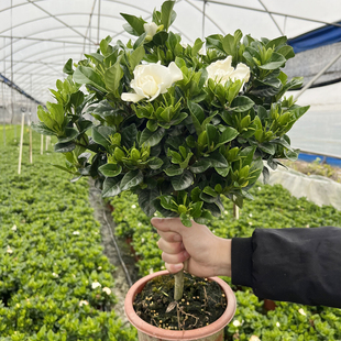 棒棒糖 小叶栀子花 室内外盆栽绿植花开四季浓香型花卉