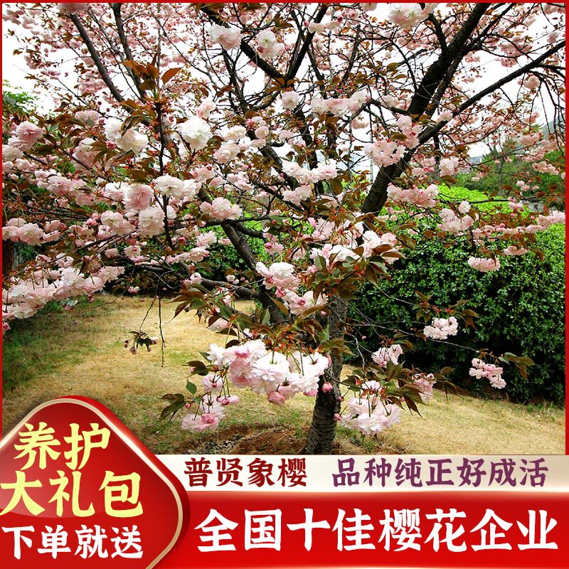 【泰山樱花馆】普贤象樱花小苗盆栽庭院品种栽种树苗树种景区花海