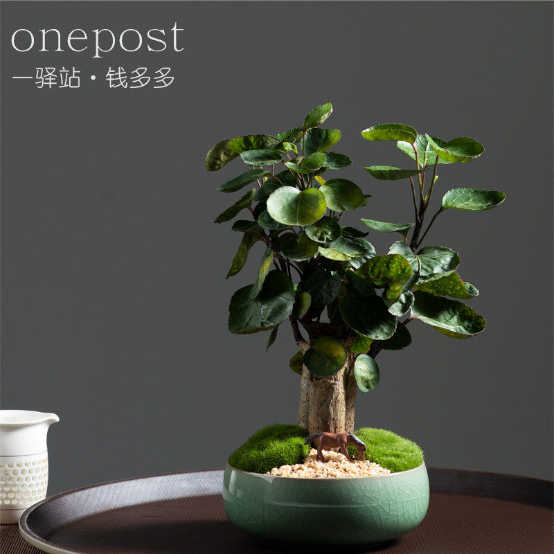 招财绿植钱多多办公花卉福禄桐