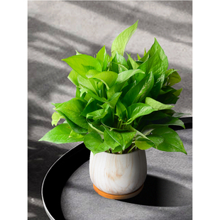 绿萝小盆栽室内净化空气绿植耐阴好养吸甲醛花卉办公室防辐射植物