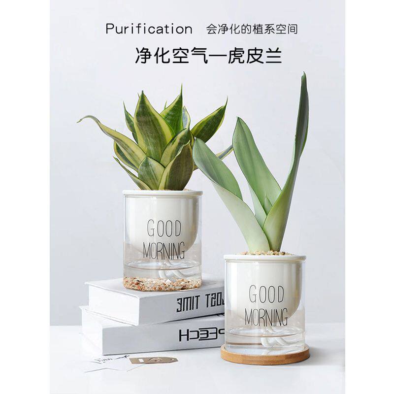懒人盆白玉虎皮兰净化空气吸甲醛水培绿植