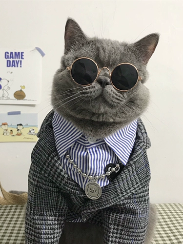 Увлекательный клетчатый костюм для любимой собаки, свадебное платье, одежда для кошачьего костюма на день рождения