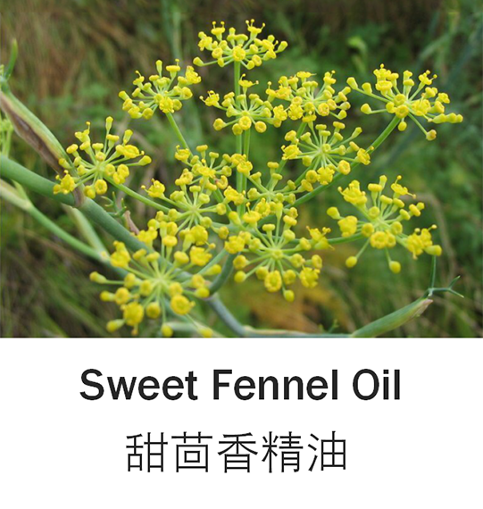 芳香甜茴香天然植物精油10ml改善皮肤紧致肌肤单方按摩身体护肤