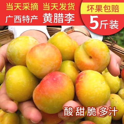 广西南丹罗富黄腊李苞谷李子蜂糖李黄心李新鲜水果5斤/10斤装河池
