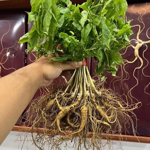 新鲜林下山参2025新挖带叶全枝泡酒煲汤优选10棵起包邮